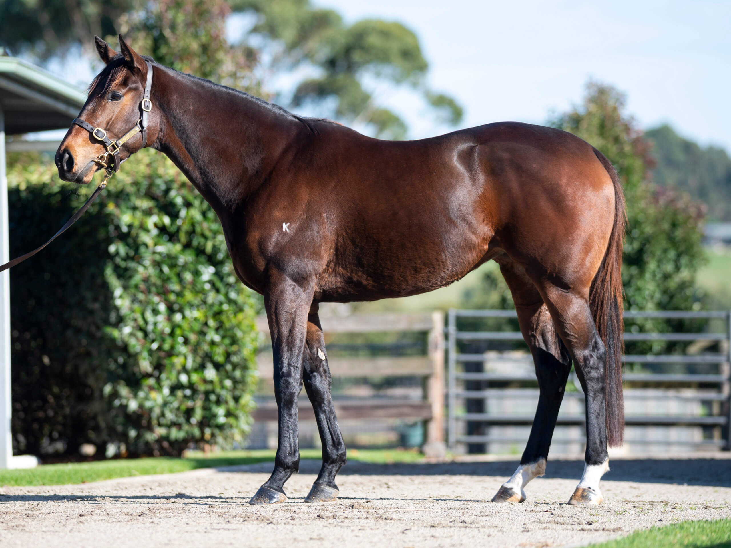 Musk Creek Farm’s 2021 Magic Millions Broodmare Sale Draft.  Wednesday 19 May 2021.