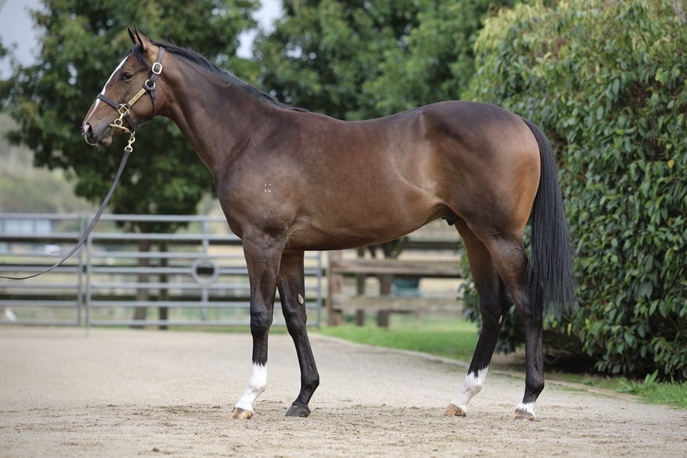 lot 372